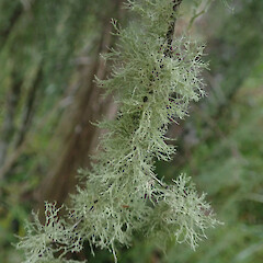 Locally abundant corticolous in kahikatea forest remanent, Kaitaia Far North.<br>Photographer: Marley Ford, Licence: <a target='_blank' href='https://creativecommons.org/licenses/by/4.0'>CC BY</a>. <a class='member-message' href='/nzpcn/why-join-nzpcn/' target='_blank'>Members can view a larger version of this image.</a>