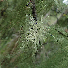 Locally abundant corticolous in kahikatea forest remanent, Kaitaia Far North.<br>Photographer: Marley Ford, Licence: <a target='_blank' href='https://creativecommons.org/licenses/by/4.0'>CC BY</a>. <a class='member-message' href='/nzpcn/why-join-nzpcn/' target='_blank'>Members can view a larger version of this image.</a>
