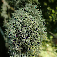 Corticolous, Waitomo Waikato.<br>Photographer: Marley Ford, Licence: <a target='_blank' href='https://creativecommons.org/licenses/by/4.0'>CC BY</a>. <a class='member-message' href='/nzpcn/why-join-nzpcn/' target='_blank'>Members can view a larger version of this image.</a>