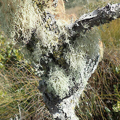 On dead mangrove, South Head Auckland.<br>Photographer: Marley Ford, Licence: <a target='_blank' href='https://creativecommons.org/licenses/by/4.0'>CC BY</a>. <a class='member-message' href='/nzpcn/why-join-nzpcn/' target='_blank'>Members can view a larger version of this image.</a>
