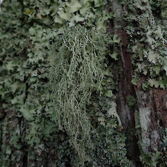 Corticolous, Murphy’s Bush Auckland.<br>Photographer: Marley Ford, Licence: <a target='_blank' href='https://creativecommons.org/licenses/by/4.0'>CC BY</a>. <a class='member-message' href='/nzpcn/why-join-nzpcn/' target='_blank'>Members can view a larger version of this image.</a>
