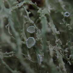 Apothecia, Murphy’s Bush Auckland.<br>Photographer: Marley Ford, Licence: <a target='_blank' href='https://creativecommons.org/licenses/by/4.0'>CC BY</a>. <a class='member-message' href='/nzpcn/why-join-nzpcn/' target='_blank'>Members can view a larger version of this image.</a>