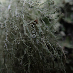 Apothecia, Murphy’s Bush Auckland.<br>Photographer: Marley Ford, Licence: <a target='_blank' href='https://creativecommons.org/licenses/by/4.0'>CC BY</a>. <a class='member-message' href='/nzpcn/why-join-nzpcn/' target='_blank'>Members can view a larger version of this image.</a>