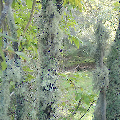 Corticolous on karo, Western Springs Auckland.<br>Photographer: Marley Ford, Licence: <a target='_blank' href='https://creativecommons.org/licenses/by/4.0'>CC BY</a>. <a class='member-message' href='/nzpcn/why-join-nzpcn/' target='_blank'>Members can view a larger version of this image.</a>
