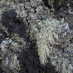 Saxicolous on basalt rock, Rangitoto Auckland.<br>Photographer: Marley Ford, Licence: <a target='_blank' href='https://creativecommons.org/licenses/by/4.0'>CC BY</a>. <a class='member-message' href='/nzpcn/why-join-nzpcn/' target='_blank'>Members can view a larger version of this image.</a>