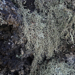 Saxicolous on basalt rock, Rangitoto Auckland.<br>Photographer: Marley Ford, Licence: <a target='_blank' href='https://creativecommons.org/licenses/by/4.0'>CC BY</a>. <a class='member-message' href='/nzpcn/why-join-nzpcn/' target='_blank'>Members can view a larger version of this image.</a>