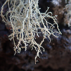 Saxicolous on basalt rock, Rangitoto Auckland.<br>Photographer: Marley Ford, Licence: <a target='_blank' href='https://creativecommons.org/licenses/by/4.0'>CC BY</a>. <a class='member-message' href='/nzpcn/why-join-nzpcn/' target='_blank'>Members can view a larger version of this image.</a>