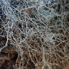 Saxicolous on basalt rock, Rangitoto Auckland.<br>Photographer: Marley Ford, Licence: <a target='_blank' href='https://creativecommons.org/licenses/by/4.0'>CC BY</a>. <a class='member-message' href='/nzpcn/why-join-nzpcn/' target='_blank'>Members can view a larger version of this image.</a>
