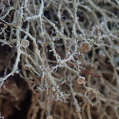 Saxicolous on basalt rock, Rangitoto Auckland.<br>Photographer: Marley Ford, Licence: <a target='_blank' href='https://creativecommons.org/licenses/by/4.0'>CC BY</a>. <a class='member-message' href='/nzpcn/why-join-nzpcn/' target='_blank'>Members can view a larger version of this image.</a>