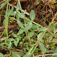 Korowai-Torlesse Tussocklands Park, Canterbury.<br>Photographer: Melissa Hutchison, Date taken: 07/05/2022, Licence: <a target='_blank' href='https://creativecommons.org/licenses/by-nc/4.0'>CC BY-NC</a>. <a class='member-message' href='/nzpcn/why-join-nzpcn/' target='_blank'>Members can view a larger version of this image.</a>