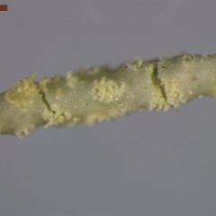 Branch showing soralia with small isidiomorphs and simple articulations.<br>Photographer: Jennifer bannister, Licence: <a target='_blank' href='https://creativecommons.org/licenses/by/4.0'>CC BY</a>. <a class='member-message' href='/nzpcn/why-join-nzpcn/' target='_blank'>Members can view a larger version of this image.</a>
