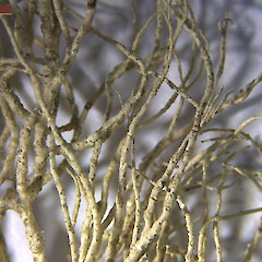 Branches covered with soralia.<br>Photographer: Jennifer bannister, Licence: <a target='_blank' href='https://creativecommons.org/licenses/by/4.0'>CC BY</a>. <a class='member-message' href='/nzpcn/why-join-nzpcn/' target='_blank'>Members can view a larger version of this image.</a>