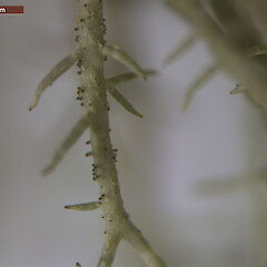 Branch with black tipped isidiomorphs.<br>Photographer: Jennifer bannister, Licence: <a target='_blank' href='https://creativecommons.org/licenses/by/4.0'>CC BY</a>. <a class='member-message' href='/nzpcn/why-join-nzpcn/' target='_blank'>Members can view a larger version of this image.</a>
