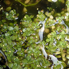 Flowering Callitriche chathamensis growing in shallow peaty kekeno / seal (Arctocephalus forsteri) wallow, south of Point Somes, Waitangi West, Rekohu.<br>Photographer: Peter J de Lange, Date taken: 23/12/2020, Licence: <a target='_blank' href='https://creativecommons.org/licenses/by/4.0'>CC BY</a>. <a class='member-message' href='/nzpcn/why-join-nzpcn/' target='_blank'>Members can view a larger version of this image.</a>
