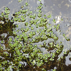 Callitriche chathamensis, growing in shallow peaty kekeno / seal (Arctocephalus forsteri) wallow, south of Point Somes, Waitangi West, Rekohu.<br>Photographer: Peter J de Lange, Date taken: 23/12/2020, Licence: <a target='_blank' href='https://creativecommons.org/licenses/by/4.0'>CC BY</a>. <a class='member-message' href='/nzpcn/why-join-nzpcn/' target='_blank'>Members can view a larger version of this image.</a>