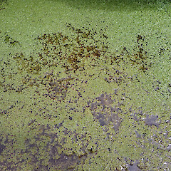Callitriche chathamensis plants growing in shallow peaty kekeno / seal (Arctocephalus forsteri) wallow, south of Point Somes, Waitangi West, Rekohu.<br>Photographer: Peter J de Lange, Date taken: 23/12/2020, Licence: <a target='_blank' href='https://creativecommons.org/licenses/by/4.0'>CC BY</a>. <a class='member-message' href='/nzpcn/why-join-nzpcn/' target='_blank'>Members can view a larger version of this image.</a>