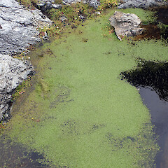 Callitriche chathamensis, population growing in shallow peaty kekeno / seal (Arctocephalus forsteri) wallow, south of Point Somes, Waitangi West, Rekohu.<br>Photographer: Peter J de Lange, Date taken: 23/12/2020, Licence: <a target='_blank' href='https://creativecommons.org/licenses/by/4.0'>CC BY</a>. <a class='member-message' href='/nzpcn/why-join-nzpcn/' target='_blank'>Members can view a larger version of this image.</a>