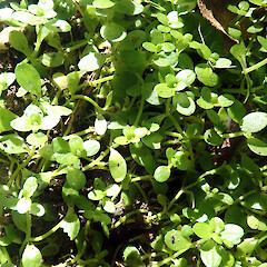 Callitriche chathamensis, growing in wild pig wallow in karamu hikoa (Coprosma chathamica) / mataira (Myrsine chathamica) forest, Chudleigh, Wharekauri Rekohu.<br>Photographer: Peter J de Lange, Date taken: 20/04/2021, Licence: <a target='_blank' href='https://creativecommons.org/licenses/by/4.0'>CC BY</a>. <a class='member-message' href='/nzpcn/why-join-nzpcn/' target='_blank'>Members can view a larger version of this image.</a>