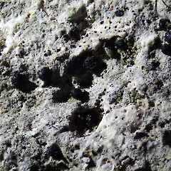 Lithothelium australe