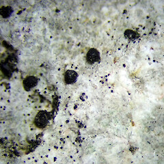 Perithecia and pycnidia of Lithothelium australe. From herbarium specimen collected from Te Matarae Road, Rekohu (Chatham Island).<br>Photographer: Peter J de Lange, Date taken: 09/05/2022, Licence: <a target='_blank' href='https://creativecommons.org/licenses/by/4.0'>CC BY</a>. <a class='member-message' href='/nzpcn/why-join-nzpcn/' target='_blank'>Members can view a larger version of this image.</a>