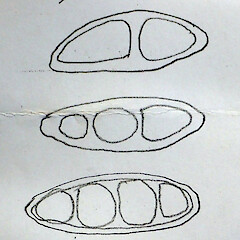 Drawing of ascospore variation seen in herbarium specimens of Lithothelium australe, Te Matarae Road, Rekohu (Chatham Island).<br>Photographer: Peter J de Lange, Date taken: 09/05/2022, Licence: <a target='_blank' href='https://creativecommons.org/licenses/by/4.0'>CC BY</a>. <a class='member-message' href='/nzpcn/why-join-nzpcn/' target='_blank'>Members can view a larger version of this image.</a>