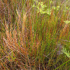 Charleston, West Coast.<br>Photographer: Melissa Hutchison, Date taken: 14/02/2014, Licence: <a target='_blank' href='https://creativecommons.org/licenses/by-nc/4.0'>CC BY-NC</a>.