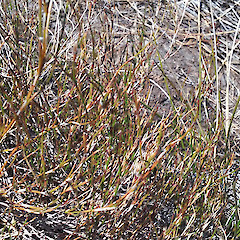 Knuckle Hill, Golden Bay.<br>Photographer: Melissa Hutchison, Licence: <a target='_blank' href='https://creativecommons.org/licenses/by-nc/4.0'>CC BY-NC</a>.