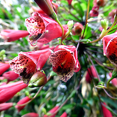 Bomarea edulis