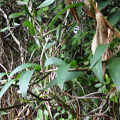 Multi-stemmed vine climbing through shrubs to 5 m or more; Bastia Hill, Whanganui; 6 May 2020.<br>Photographer: Colin C. Ogle, Date taken: 06/05/2020, Licence: Public domain. <a class='member-message' href='/nzpcn/why-join-nzpcn/' target='_blank'>Members can view a larger version of this image.</a>