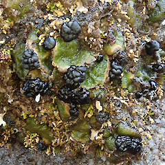 Denniston Plateau, West Coast.<br>Photographer: Melissa Hutchison, Date taken: 04/06/2022, Licence: <a target='_blank' href='https://creativecommons.org/licenses/by-nc/4.0'>CC BY-NC</a>. <a class='member-message' href='/nzpcn/why-join-nzpcn/' target='_blank'>Members can view a larger version of this image.</a>