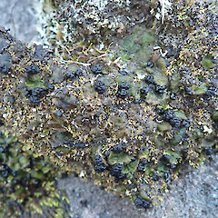 Denniston Plateau, West Coast.<br>Photographer: Melissa Hutchison, Date taken: 04/06/2022, Licence: <a target='_blank' href='https://creativecommons.org/licenses/by-nc/4.0'>CC BY-NC</a>. <a class='member-message' href='/nzpcn/why-join-nzpcn/' target='_blank'>Members can view a larger version of this image.</a>