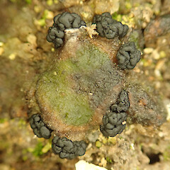 Denniston Plateau, West Coast.<br>Photographer: Melissa Hutchison, Date taken: 04/06/2022, Licence: <a target='_blank' href='https://creativecommons.org/licenses/by-nc/4.0'>CC BY-NC</a>. <a class='member-message' href='/nzpcn/why-join-nzpcn/' target='_blank'>Members can view a larger version of this image.</a>