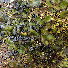 Denniston Plateau, West Coast.<br>Photographer: Melissa Hutchison, Date taken: 04/06/2022, Licence: <a target='_blank' href='https://creativecommons.org/licenses/by-nc/4.0'>CC BY-NC</a>. <a class='member-message' href='/nzpcn/why-join-nzpcn/' target='_blank'>Members can view a larger version of this image.</a>