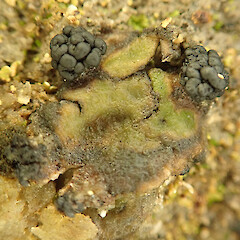 Denniston Plateau, West Coast.<br>Photographer: Melissa Hutchison, Date taken: 04/06/2022, Licence: <a target='_blank' href='https://creativecommons.org/licenses/by-nc/4.0'>CC BY-NC</a>. <a class='member-message' href='/nzpcn/why-join-nzpcn/' target='_blank'>Members can view a larger version of this image.</a>