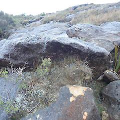 Habitat at Denniston Plateau, West Coast.<br>Photographer: Melissa Hutchison, Date taken: 04/06/2022, Licence: <a target='_blank' href='https://creativecommons.org/licenses/by-nc/4.0'>CC BY-NC</a>. <a class='member-message' href='/nzpcn/why-join-nzpcn/' target='_blank'>Members can view a larger version of this image.</a>