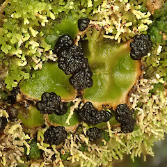 Austropeltum glareosum