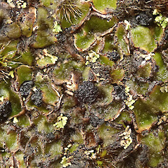 Growing with Neophyllis and Siphula at Arthurs Pass National Park.<br>Photographer: Melissa Hutchison, Date taken: 03/06/2022, Licence: <a target='_blank' href='https://creativecommons.org/licenses/by-nc/4.0'>CC BY-NC</a>. <a class='member-message' href='/nzpcn/why-join-nzpcn/' target='_blank'>Members can view a larger version of this image.</a>