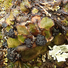 Growing with Siphula, Arthurs Pass National Park.<br>Photographer: Melissa Hutchison, Date taken: 03/06/2022, Licence: <a target='_blank' href='https://creativecommons.org/licenses/by-nc/4.0'>CC BY-NC</a>. <a class='member-message' href='/nzpcn/why-join-nzpcn/' target='_blank'>Members can view a larger version of this image.</a>