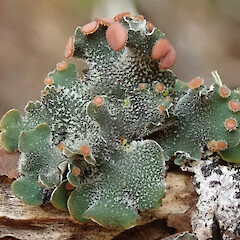 Erioderma leylandii