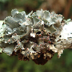 Trounson Kauri Park, Waipoua Forest, Northland.<br>Photographer: Melissa Hutchison, Date taken: 16/05/2022, Licence: <a target='_blank' href='https://creativecommons.org/licenses/by-nc/4.0'>CC BY-NC</a>. <a class='member-message' href='/nzpcn/why-join-nzpcn/' target='_blank'>Members can view a larger version of this image.</a>