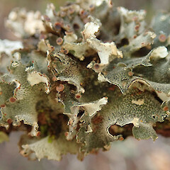 Trounson Kauri Park, Waipoua Forest, Northland.<br>Photographer: Melissa Hutchison, Date taken: 16/05/2022, Licence: <a target='_blank' href='https://creativecommons.org/licenses/by-nc/4.0'>CC BY-NC</a>. <a class='member-message' href='/nzpcn/why-join-nzpcn/' target='_blank'>Members can view a larger version of this image.</a>
