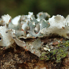 Trounson Kauri Park, Waipoua Forest, Northland.<br>Photographer: Melissa Hutchison, Date taken: 16/05/2022, Licence: <a target='_blank' href='https://creativecommons.org/licenses/by-nc/4.0'>CC BY-NC</a>. <a class='member-message' href='/nzpcn/why-join-nzpcn/' target='_blank'>Members can view a larger version of this image.</a>