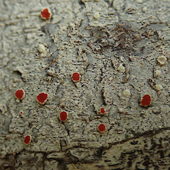 Trounson Kauri Park, Waipoua Forest, Northland.<br>Photographer: Melissa Hutchison, Date taken: 16/05/2022, Licence: <a target='_blank' href='https://creativecommons.org/licenses/by-nc/4.0'>CC BY-NC</a>. <a class='member-message' href='/nzpcn/why-join-nzpcn/' target='_blank'>Members can view a larger version of this image.</a>