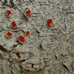 Trounson Kauri Park, Waipoua Forest, Northland.<br>Photographer: Melissa Hutchison, Date taken: 16/05/2022, Licence: <a target='_blank' href='https://creativecommons.org/licenses/by-nc/4.0'>CC BY-NC</a>. <a class='member-message' href='/nzpcn/why-join-nzpcn/' target='_blank'>Members can view a larger version of this image.</a>