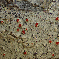 Trounson Kauri Park, Waipoua Forest, Northland.<br>Photographer: Melissa Hutchison, Date taken: 16/05/2022, Licence: <a target='_blank' href='https://creativecommons.org/licenses/by-nc/4.0'>CC BY-NC</a>. <a class='member-message' href='/nzpcn/why-join-nzpcn/' target='_blank'>Members can view a larger version of this image.</a>