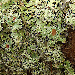 Heterodermia casarettiana