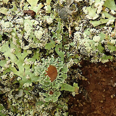 Trounson Kauri Park, Waipoua Forest, Northland.<br>Photographer: Melissa Hutchison, Date taken: 16/05/2022, Licence: <a target='_blank' href='https://creativecommons.org/licenses/by-nc/4.0'>CC BY-NC</a>. <a class='member-message' href='/nzpcn/why-join-nzpcn/' target='_blank'>Members can view a larger version of this image.</a>