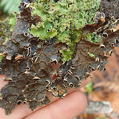 Waipoua Forest, Northland.<br>Photographer: Melissa Hutchison, Date taken: 16/05/2022, Licence: <a target='_blank' href='https://creativecommons.org/licenses/by-nc/4.0'>CC BY-NC</a>. <a class='member-message' href='/nzpcn/why-join-nzpcn/' target='_blank'>Members can view a larger version of this image.</a>