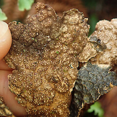 Waipoua Forest, Northland.<br>Photographer: Melissa Hutchison, Date taken: 16/05/2022, Licence: <a target='_blank' href='https://creativecommons.org/licenses/by-nc/4.0'>CC BY-NC</a>. <a class='member-message' href='/nzpcn/why-join-nzpcn/' target='_blank'>Members can view a larger version of this image.</a>
