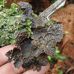 Waipoua Forest, Northland.<br>Photographer: Melissa Hutchison, Date taken: 16/05/2022, Licence: <a target='_blank' href='https://creativecommons.org/licenses/by-nc/4.0'>CC BY-NC</a>. <a class='member-message' href='/nzpcn/why-join-nzpcn/' target='_blank'>Members can view a larger version of this image.</a>